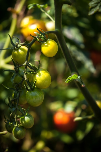 Closeup photo of tomatoes ripening on garden bed at sunny day