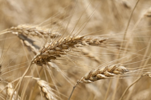 Closeup photo of wheat