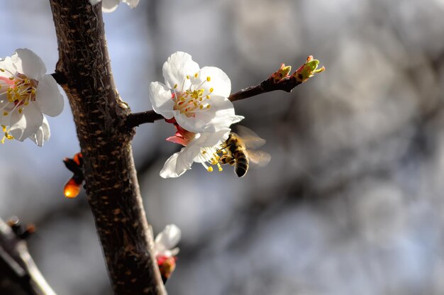 Closeup photo of white apricot flower and bee with pollen on blurred background