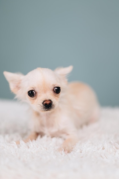 目が膨らんでいる白いチワワのクローズアップ写真青い背景のフレームに一人で子犬