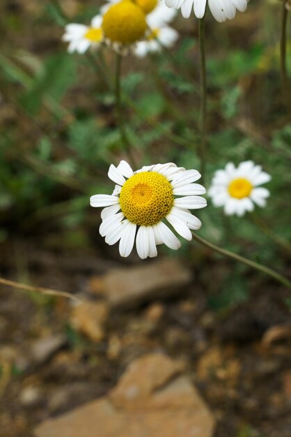 Closeup photo of a wild pharmacy chamomile