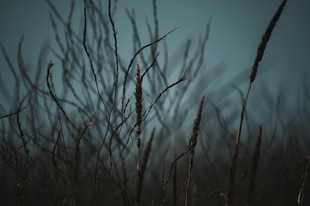 Photo closeup photograph of grass photo