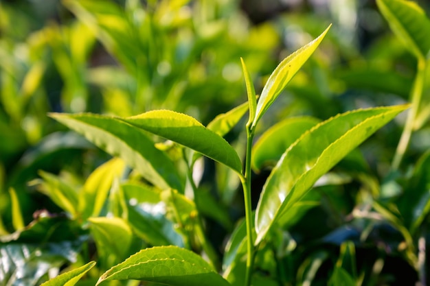 Photo closeup photograph of tender fresh tea bud and leaves