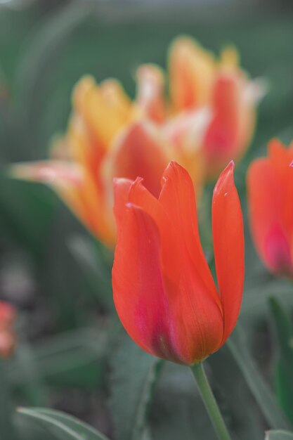 closeup photography of beautiful flowers