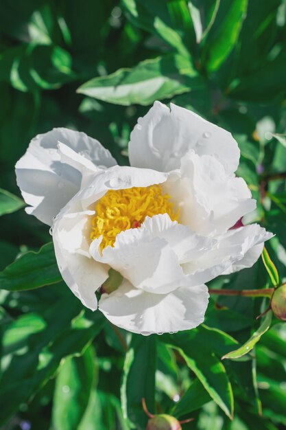 closeup photography of beautiful flowers