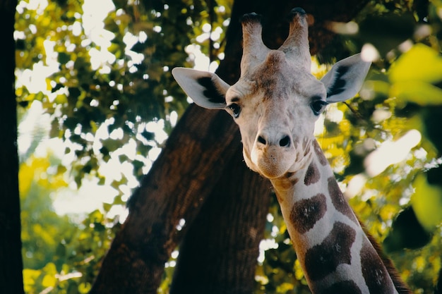 Closeup photography of giraffe photo