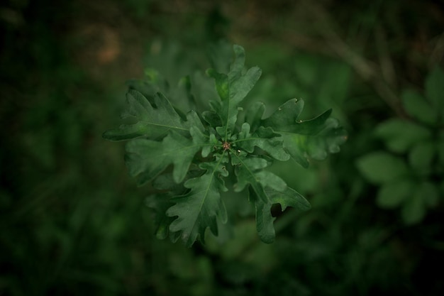 緑の植物の接写