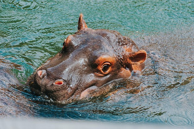 Photo closeup photography of hippopotamus photo