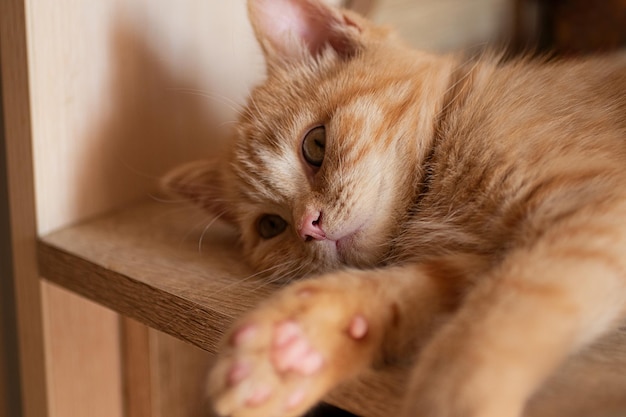 Closeup photography of the sleeping kittenlying on table