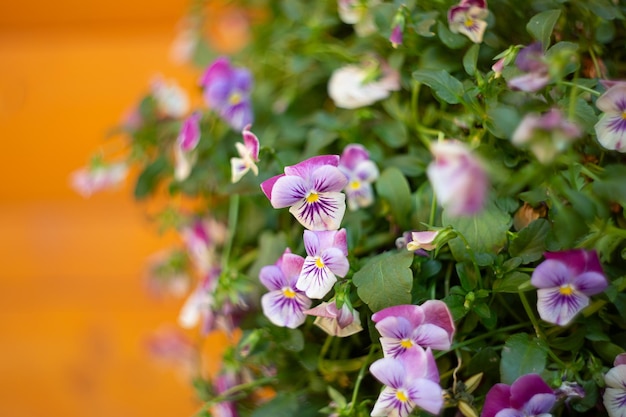 Closeup photography of violet pansies in the pot