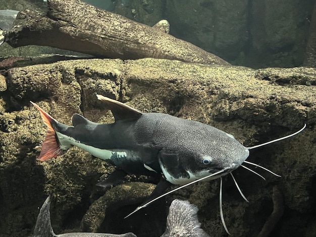 Foto prossimo piano di un pesce phractocephalus