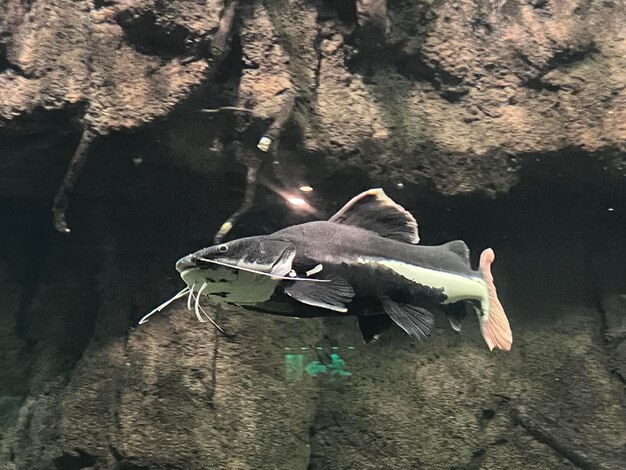 Closeup of a Phractocephalus fish