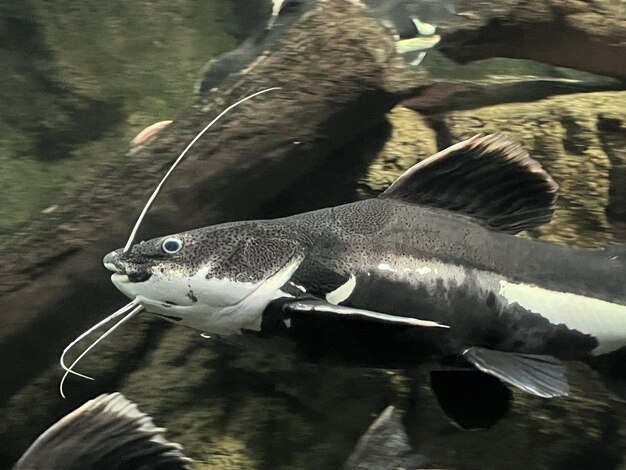 Closeup of a Phractocephalus fish