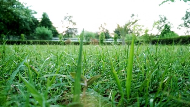 Closeup picture of grass in park