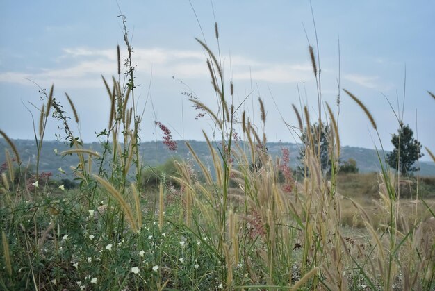 closeup picture of setaria viridis a species of grass grown in open space