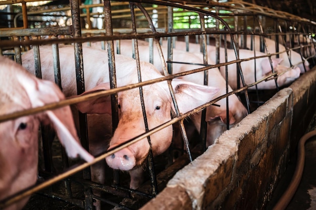 Closeup of Pig in stable Pig Breeding farm in swine business in tidy and indoor