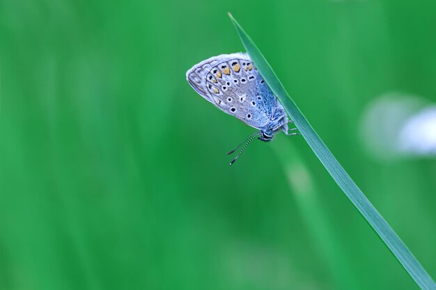 Photo closeup of a pigeon butterfly sitting on a blade of grass copy space