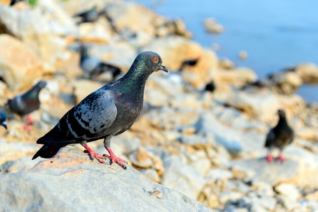 Closeup  pigeon (dove) with soft-focus and over light in the background