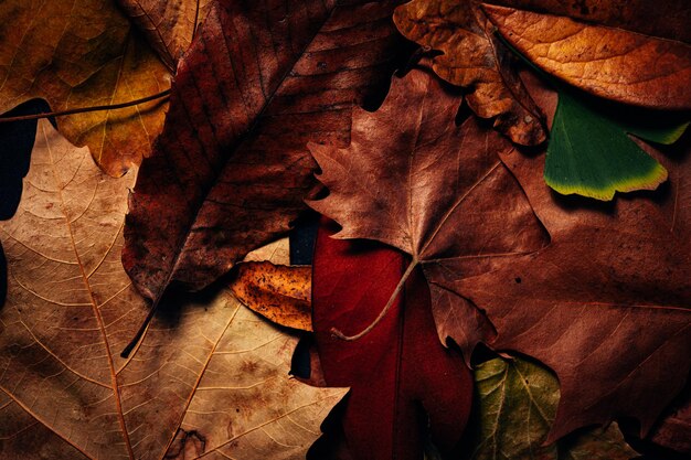 Closeup of a pile of dried autumn leaves