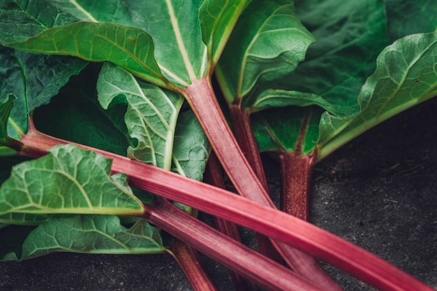 Photo a closeup of a pile of fresh organic healthy spring rhubarb