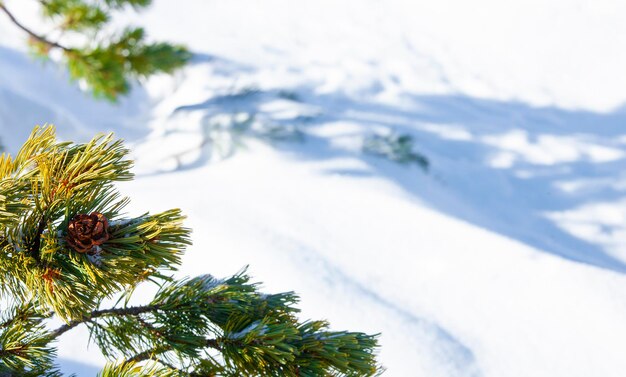 Primo piano di un ramo di pino e di un cono sullo sfondo della neve con spazio di copia Foto Premium