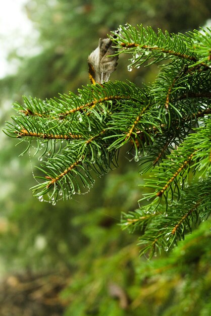 Photo closeup of a pine branch with dew drops