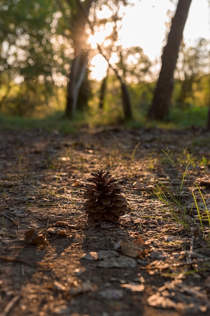 Closeup of a pine cone on the ground at sunset