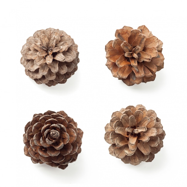 Closeup pine cone set with clipping path