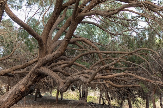 Primo piano di una foresta di pini a guardamar del segura spagna