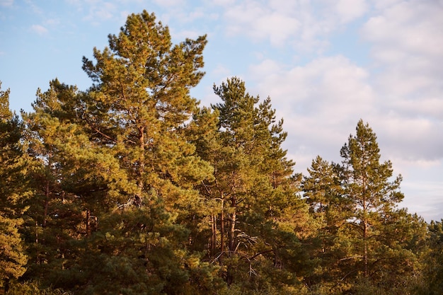 Closeup of a pine forest on a warm autumn day at sunset