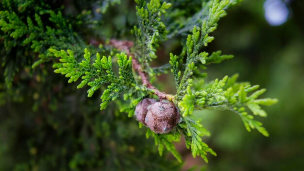 Closeup of pine seed and leaves