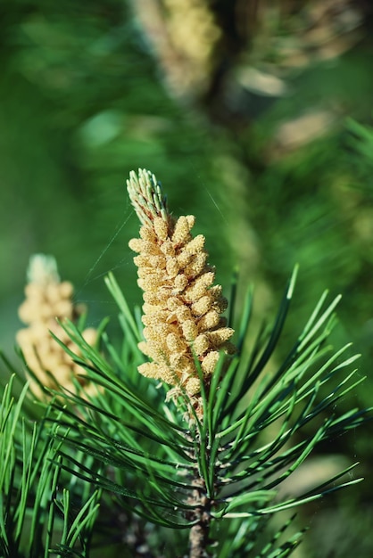 Closeup of a pine tree branch growing in an evergreen boreal forest with copy space and blurred green background in Europe Unique coniferous plant with thin needles in dense woodland in Denmark