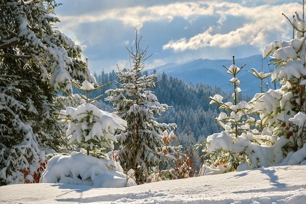 Closeup of pine tree branches covered with fresh fallen snow in winter mountain forest on cold bright day.