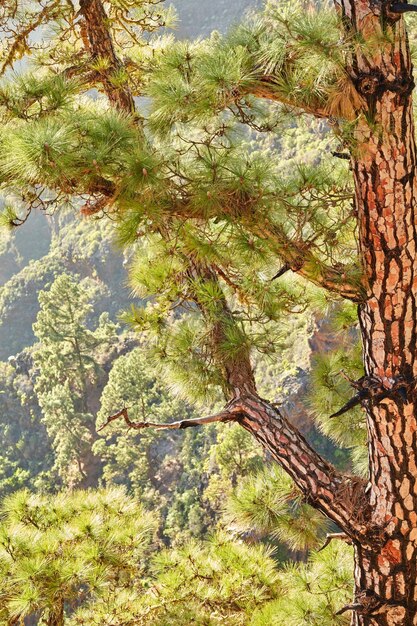 Closeup of a pine tree in the jungle during the summer season Wild nature landscape with details of an old trunk in the woods or forest mountain near La Palma Canary Islands Spain