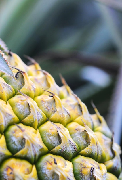 Photo closeup on a pineapple in a field