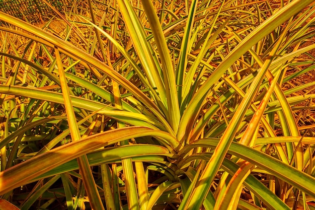 Closeup of a pineapple plant growing in an empty field at sunset in Oahu Hawaii United States of America Organic tropical fruit being grown on a plantation or a farm land during harvesting season