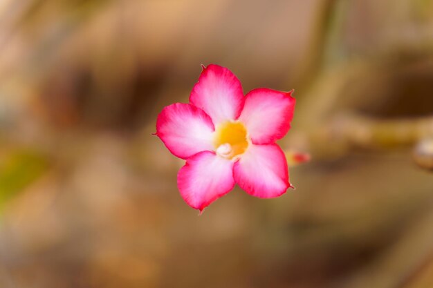 Closeup of pink azalea flowers on blurred background copy space