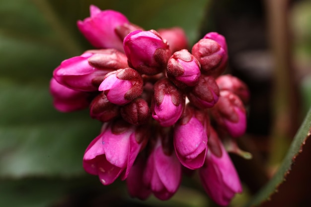 Photo closeup of pink bergenia crassifolia blossom