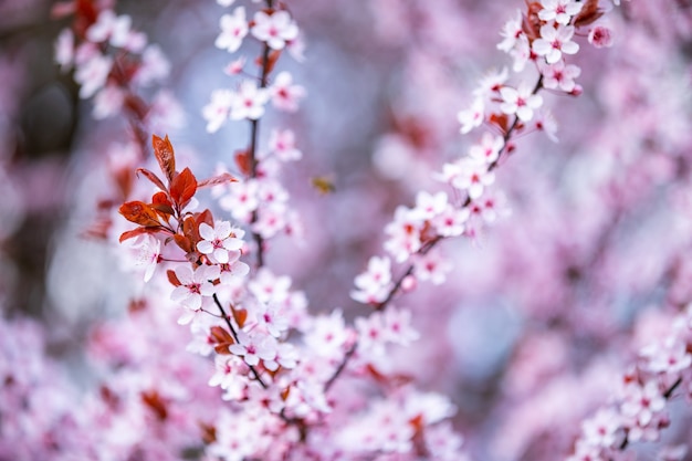 Closeup of pink cherry blossom tree branches with flower petals