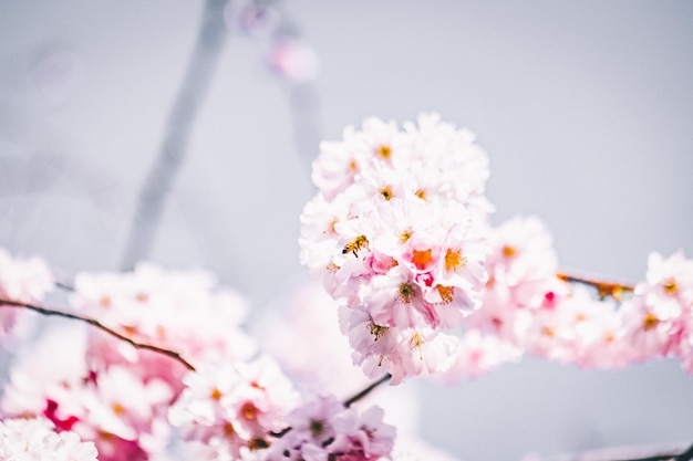 Closeup of pink cherry blossom