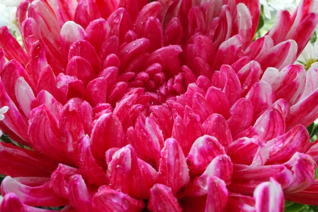 Крупным планом розовый цветок хризантемы фон