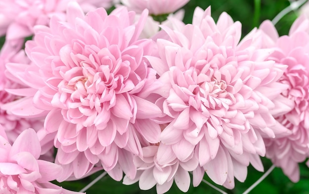 온실에서 근접 촬영 핑크 국화 아름 다운 꽃