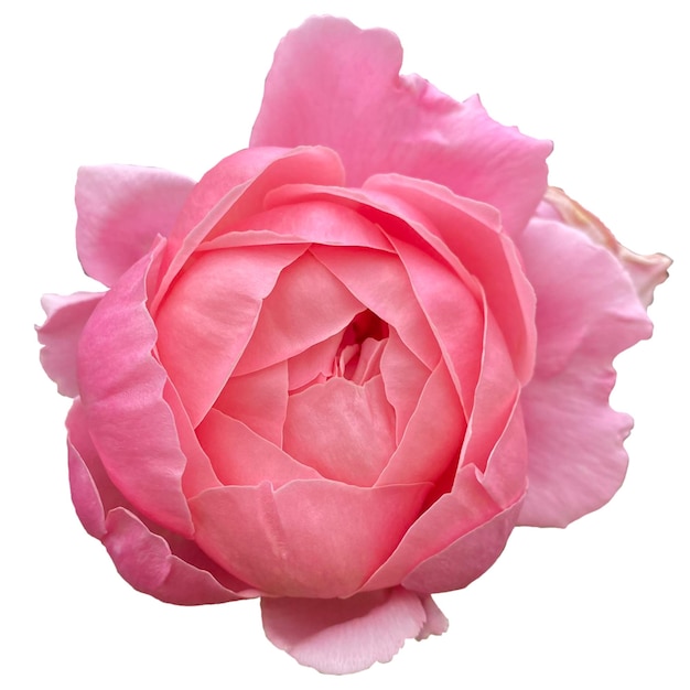 Closeup Pink Colour Single Rose Flower Stock Photo