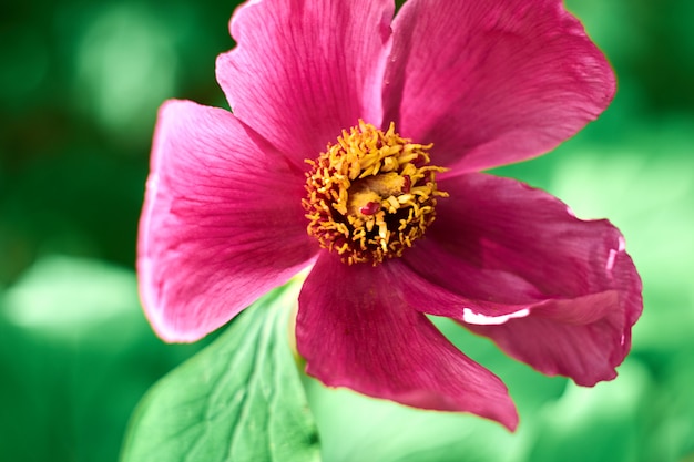 Closeup of pink cosmos flower