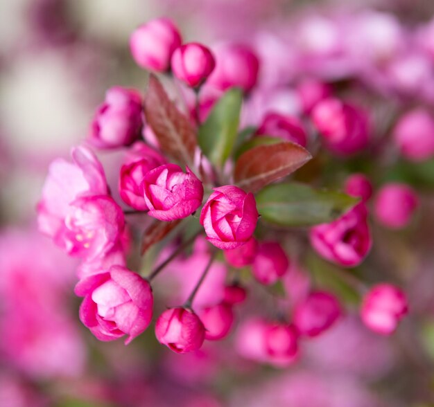 Closeup of pink flower buds of blooming sakura tree in spring