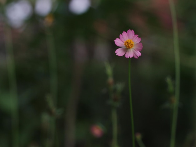 Photo closeup of pink flower detail natural green background