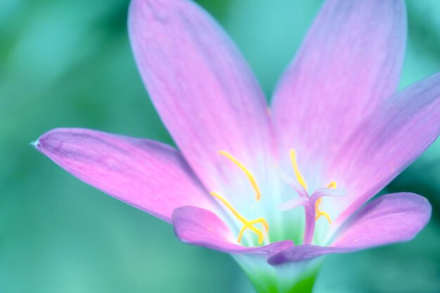 Близкий розовый цветок с размытым фоном Zephyranthes grandiflora