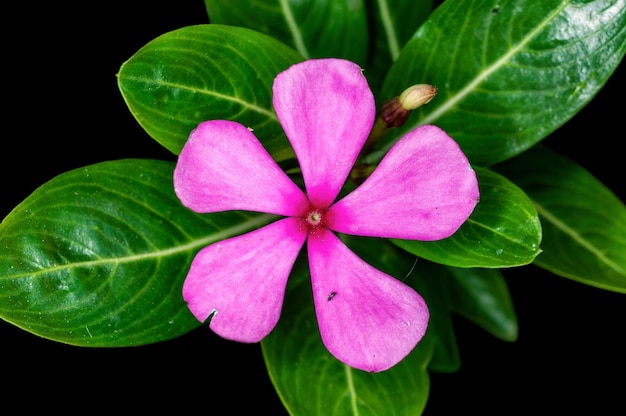 Closeup a pink flower