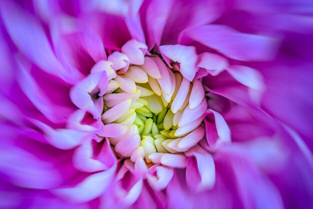 Closeup of a pink flowering plant