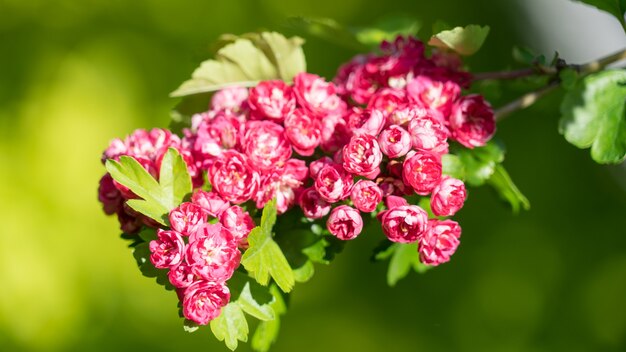 Closeup pink flowers blooming. Sochi. Russia.